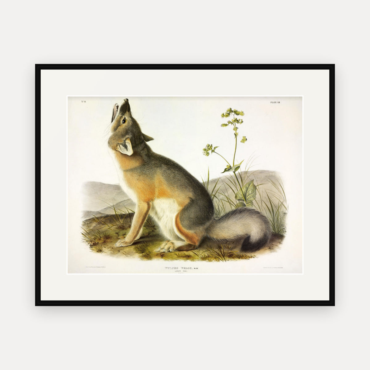 Swift Fox · Plate 52 · Audubon - Quadrupeds of North America Print framed print