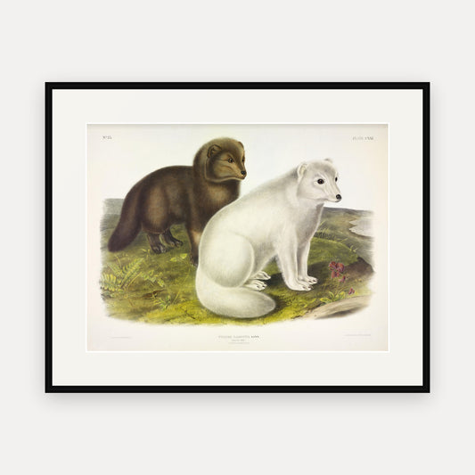 Arctic Fox · Plate 121 · Audubon - Quadrupeds of North America Print framed print