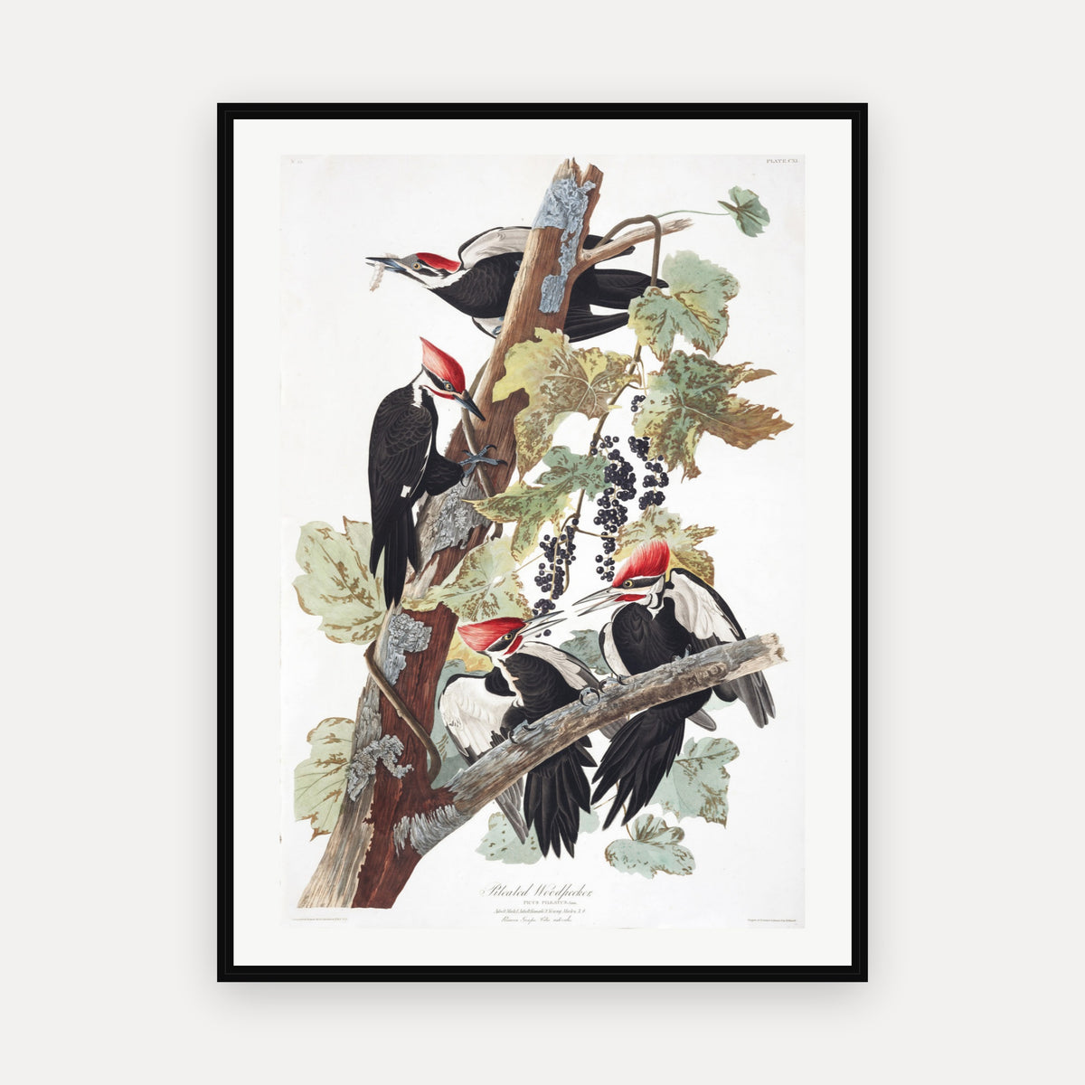 Pileated Woodpecker · Plate 111 · Audubon - Birds of America Print