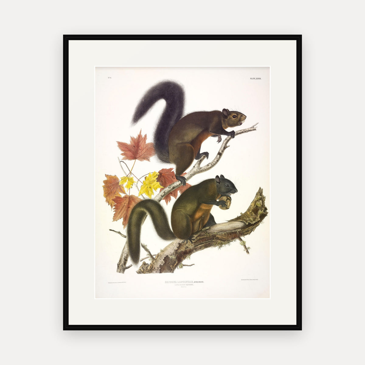 Long-haired Squirrel · Plate 27 · Audubon - Quadrupeds of North America Print framed print