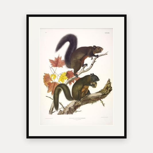 Long-haired Squirrel · Plate 27 · Audubon - Quadrupeds of North America Print framed print