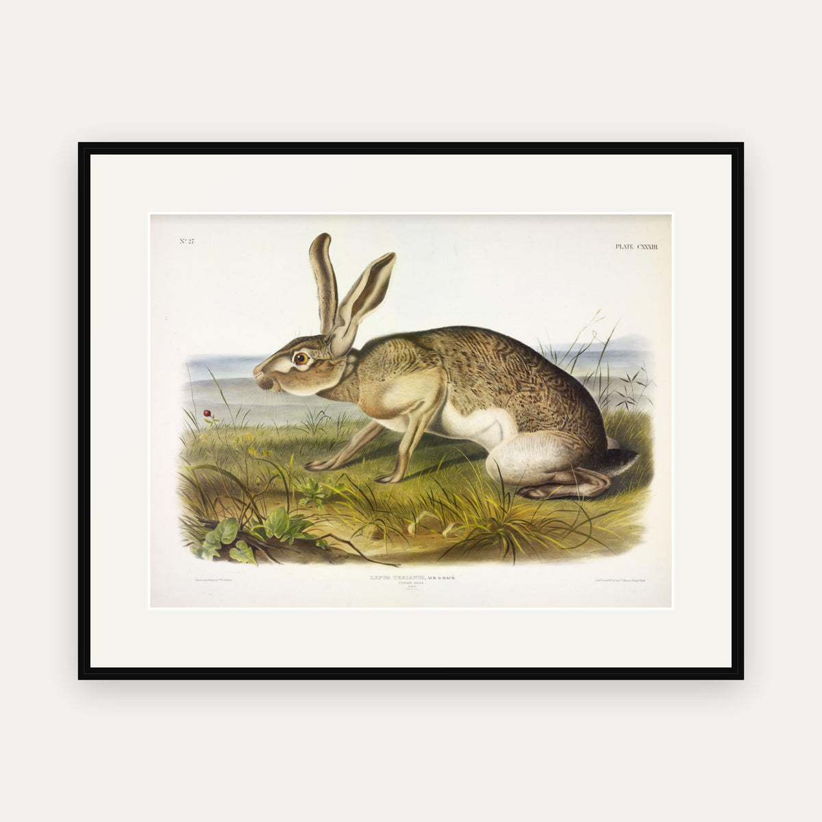 Texian Hare · Plate 133 · Audubon - Quadrupeds of North America Print framed print