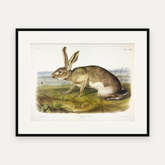 Texian Hare · Plate 133 · Audubon - Quadrupeds of North America Print framed print