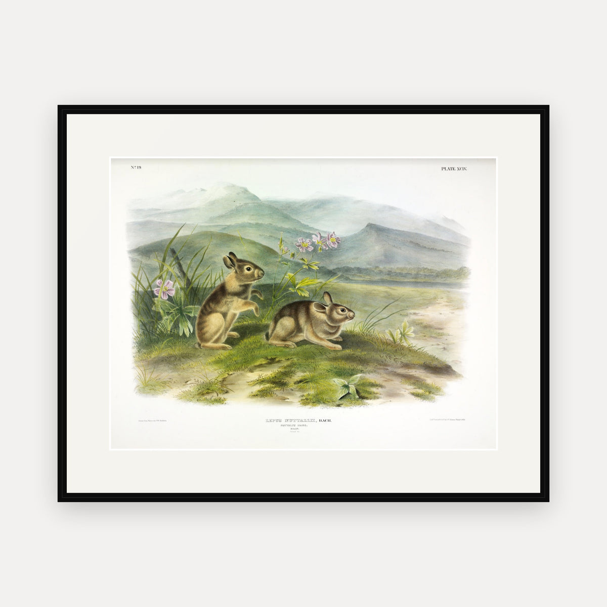 Nuttall's Hare · Plate 94 · Audubon - Quadrupeds of North America Print framed print