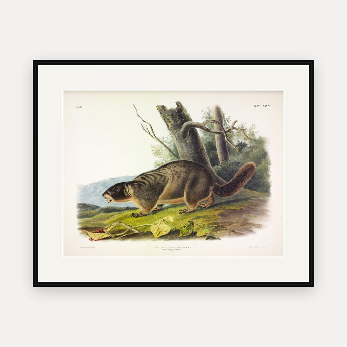 Yellow-bellied Marmot · Plate 134 · Audubon - Quadrupeds of North America Print framed print