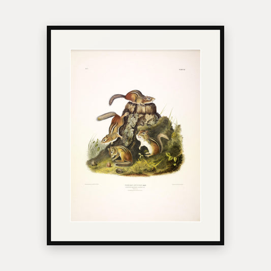 Chipmunk · Plate 8 · Audubon - Quadrupeds of North America Print framed print