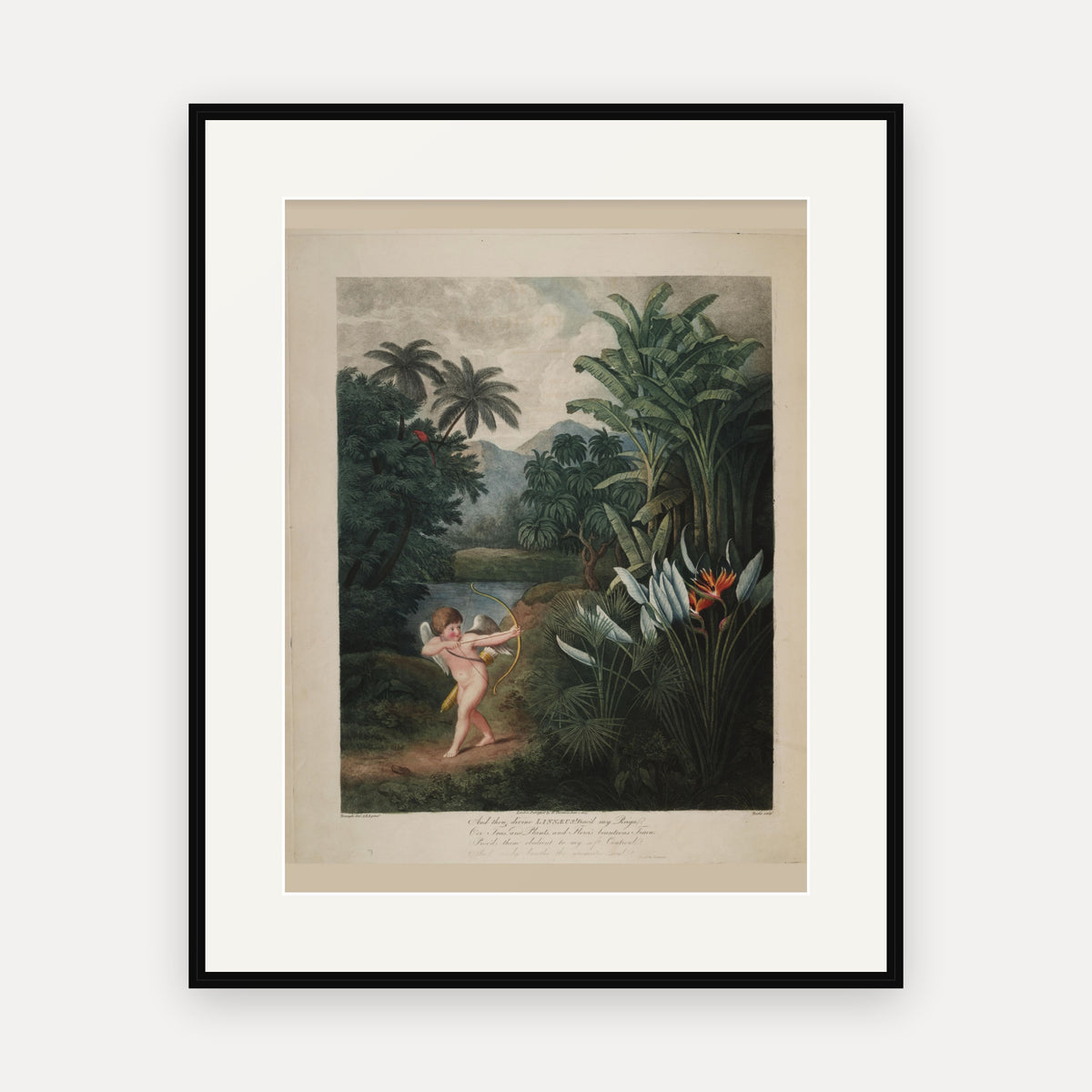 Cupid Inspiring Plants with Love · Thornton's Temple of Flora · Vintage Botanical Print