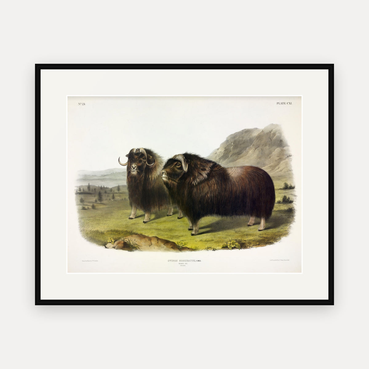 Musk Ox · Plate 111 · Audubon - Quadrupeds of North America Print framed print
