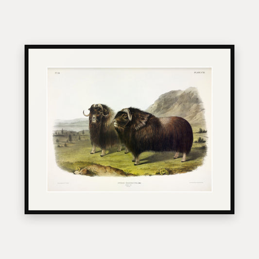 Musk Ox · Plate 111 · Audubon - Quadrupeds of North America Print framed print