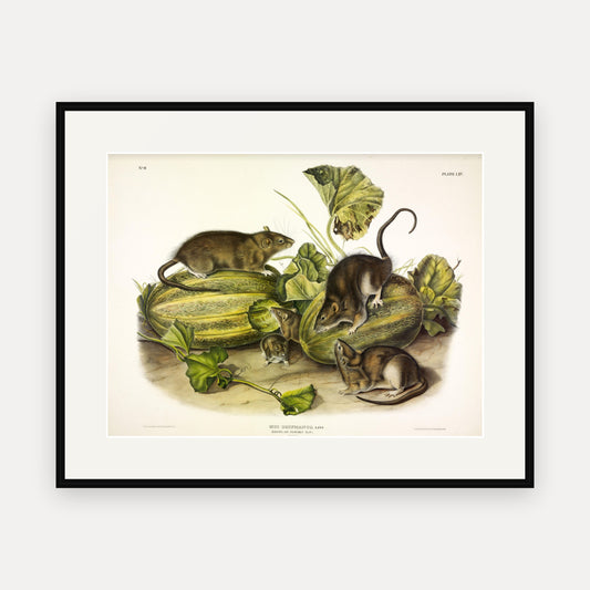 Norway Rat · Plate 54 · Audubon - Quadrupeds of North America Print framed print