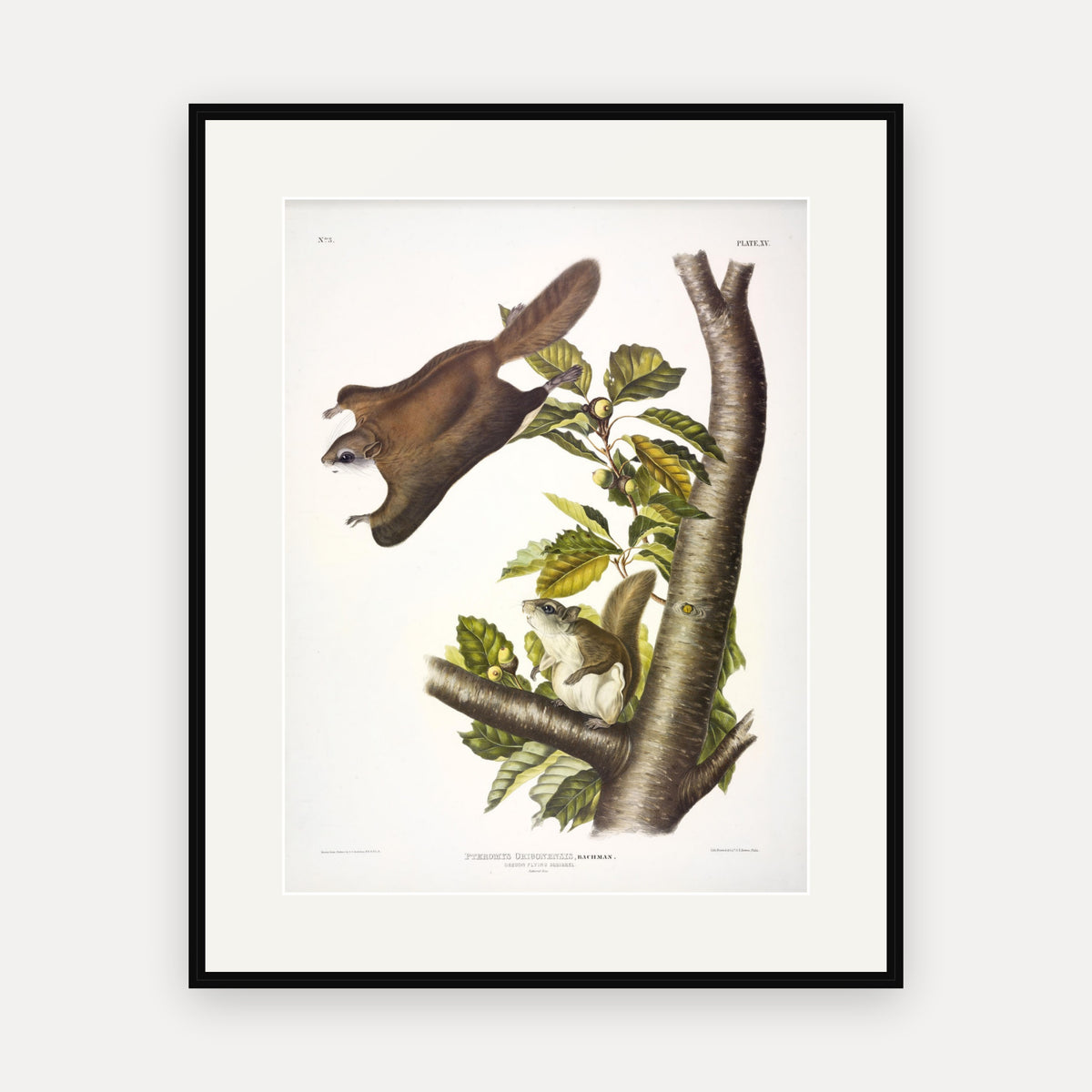 Oregon Flying Squirrel · Plate 15 · Audubon - Quadrupeds of North America Print framed print