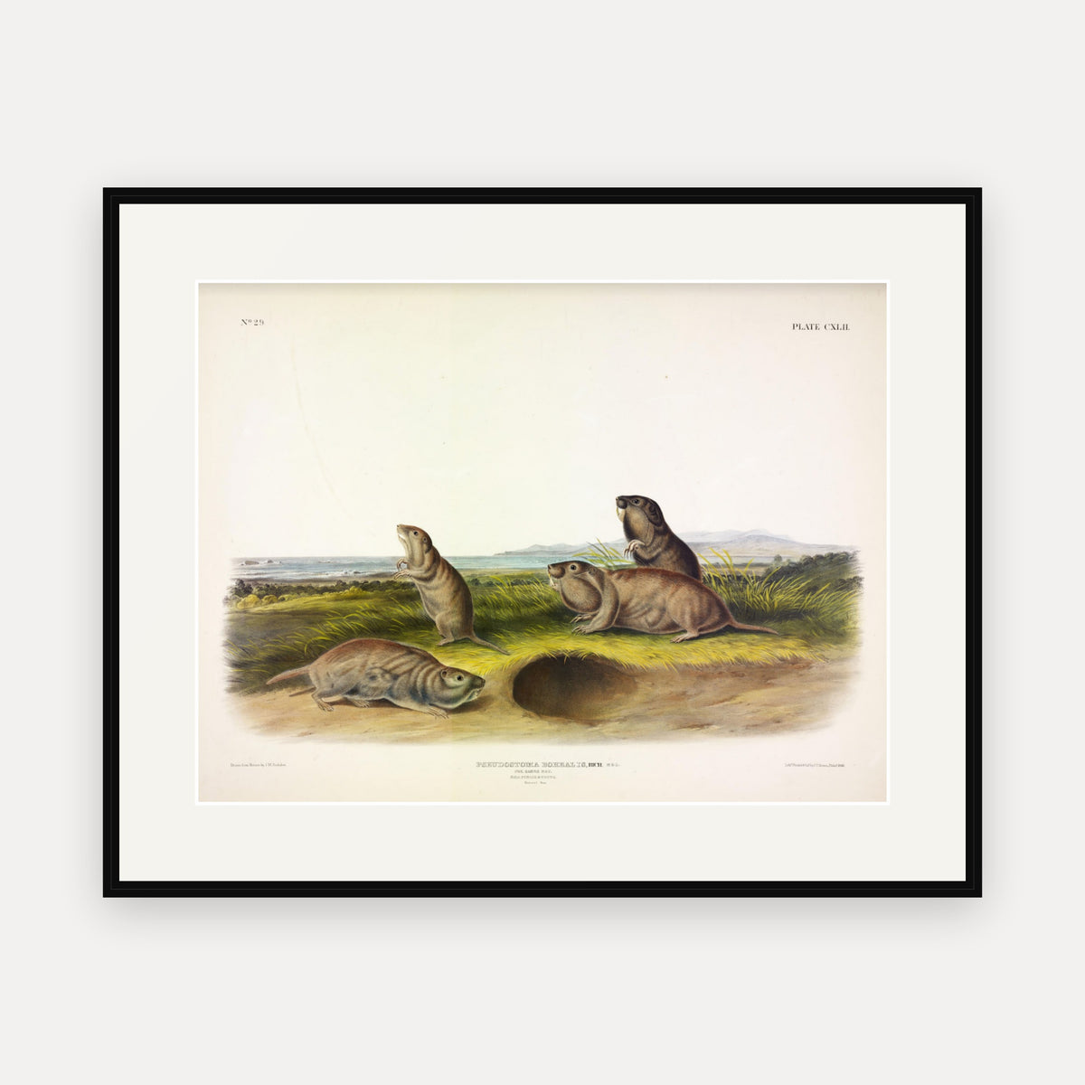 Camas Rat · Plate 142 · Audubon - Quadrupeds of North America Print framed print