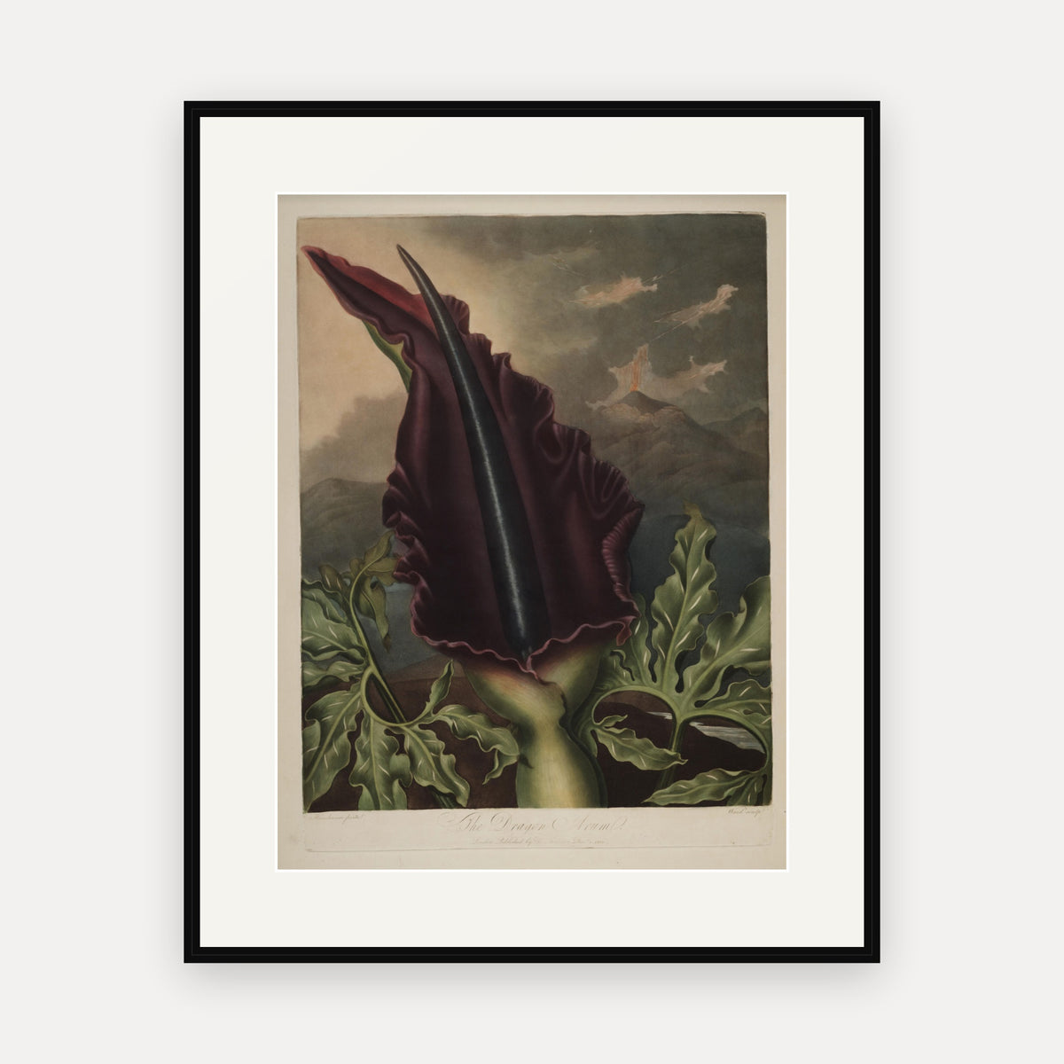 The Dragon Arum · Thornton's Temple of Flora · Vintage Botanical Print