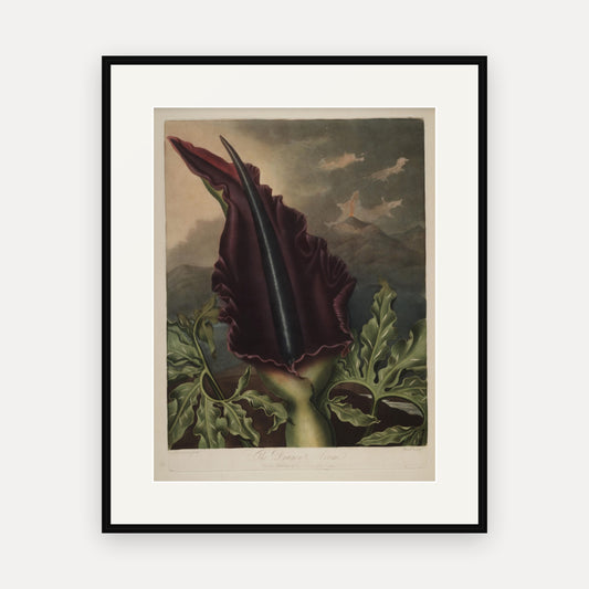 The Dragon Arum · Thornton's Temple of Flora · Vintage Botanical Print