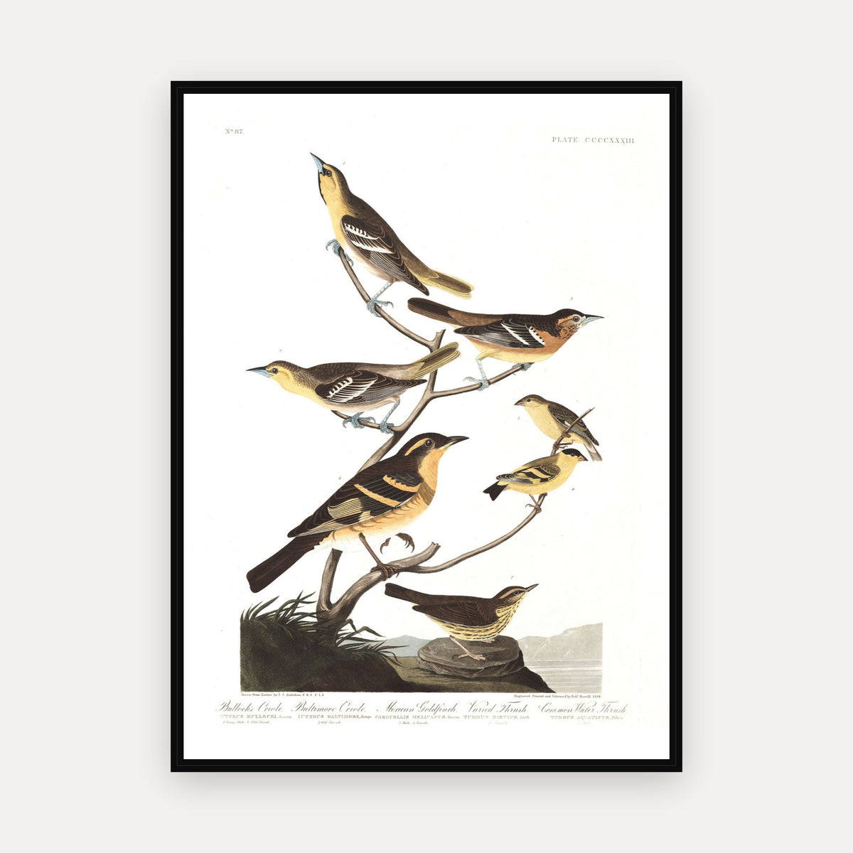 Bullock's Oriole, Baltimore Oriole, Mexican Goldfinch, Varied Thrush, Common Water Thrush · Plate 433 · Audubon - Birds of America Print