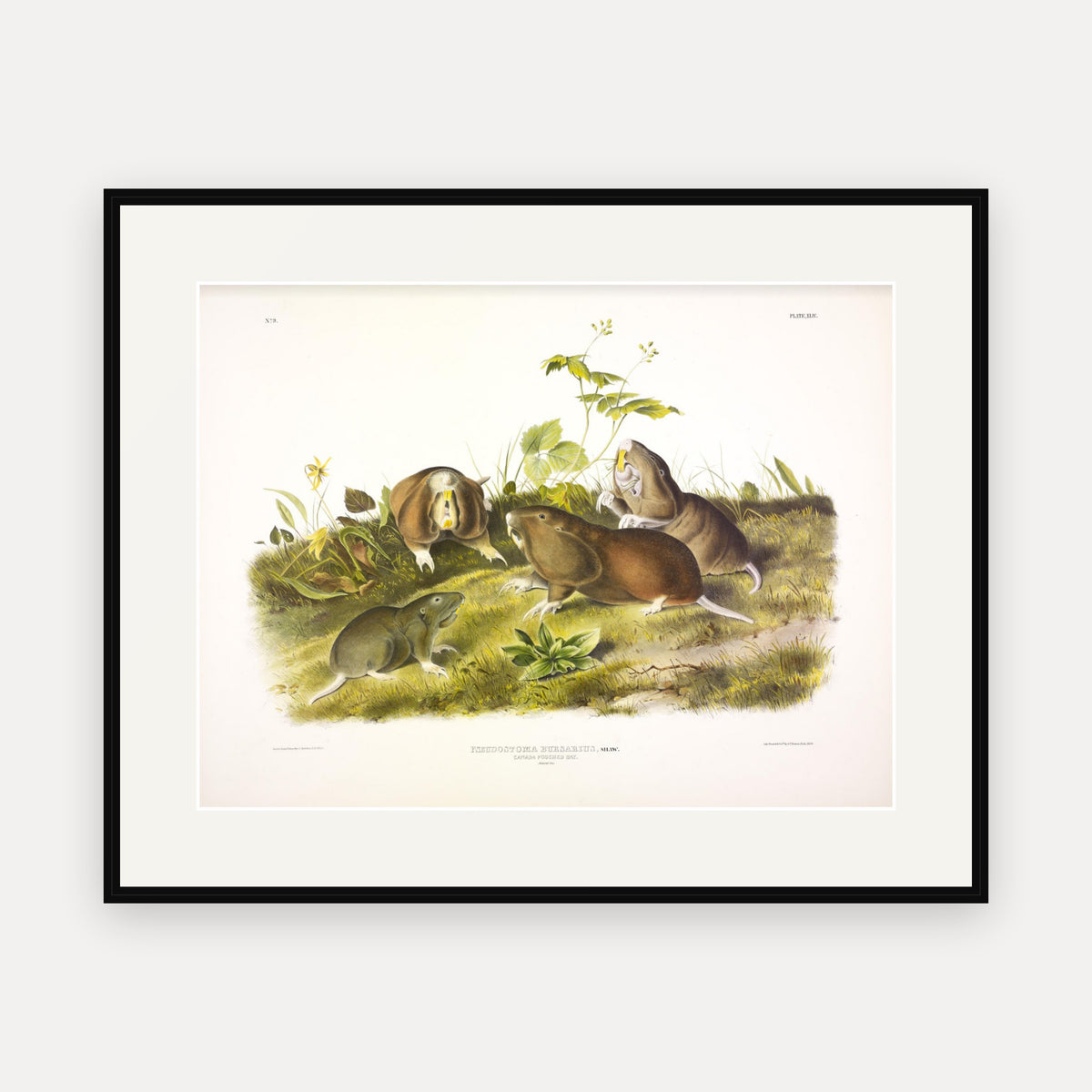 Canada Pouched Rat · Plate 44 · Audubon - Quadrupeds of North America Print framed print