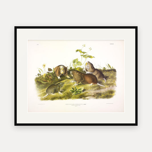 Canada Pouched Rat · Plate 44 · Audubon - Quadrupeds of North America Print framed print