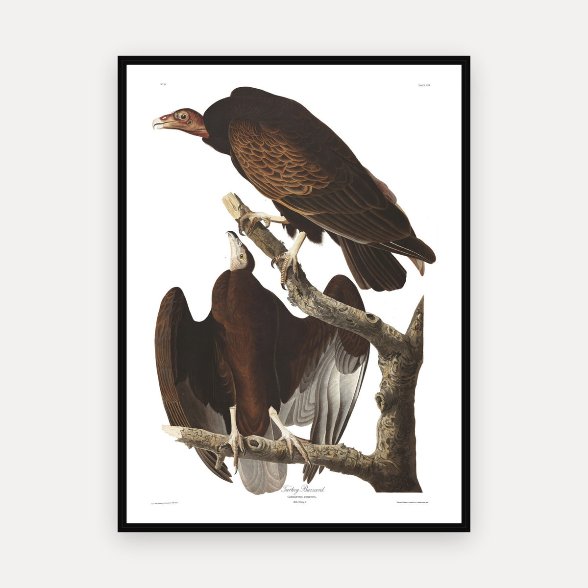 Turkey Buzzard · Plate 151 · Audubon - Birds of America Print