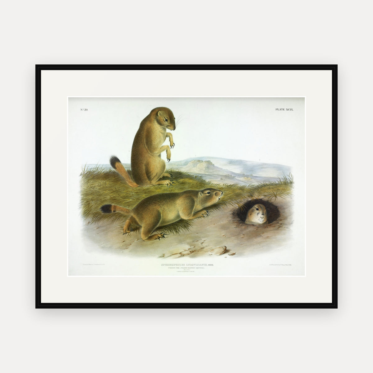 Prairie Dog · Plate 99 · Audubon - Quadrupeds of North America Print framed print