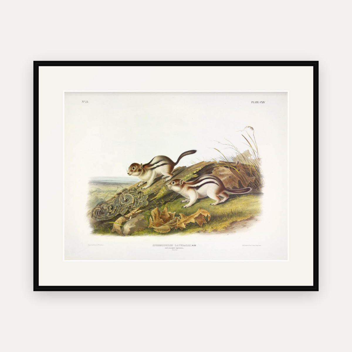 Say's Marmot Squirrel · Plate 114 · Audubon - Quadrupeds of North America Print framed print