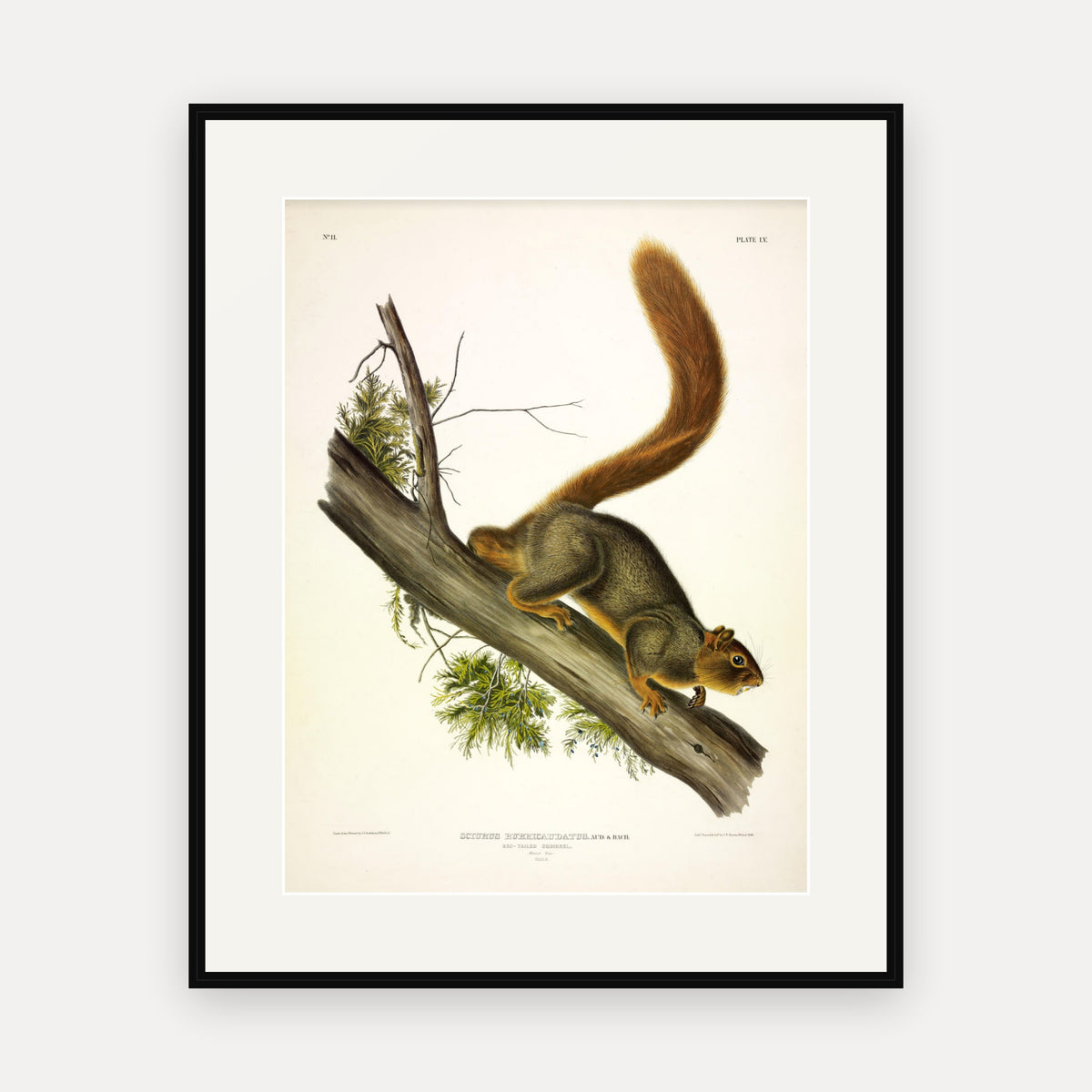 Red-tailed Squirrel · Plate 55 · Audubon - Quadrupeds of North America Print framed print