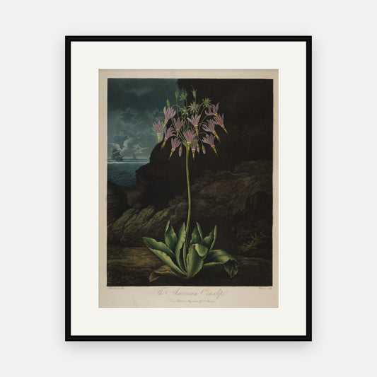 The American Cowslip · Thornton's Temple of Flora · Vintage Botanical Print