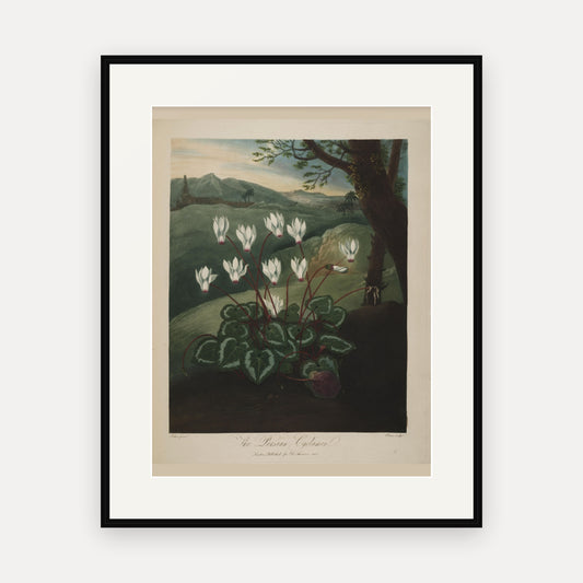 The Persian Cyclamen · Thornton's Temple of Flora · Vintage Botanical Print