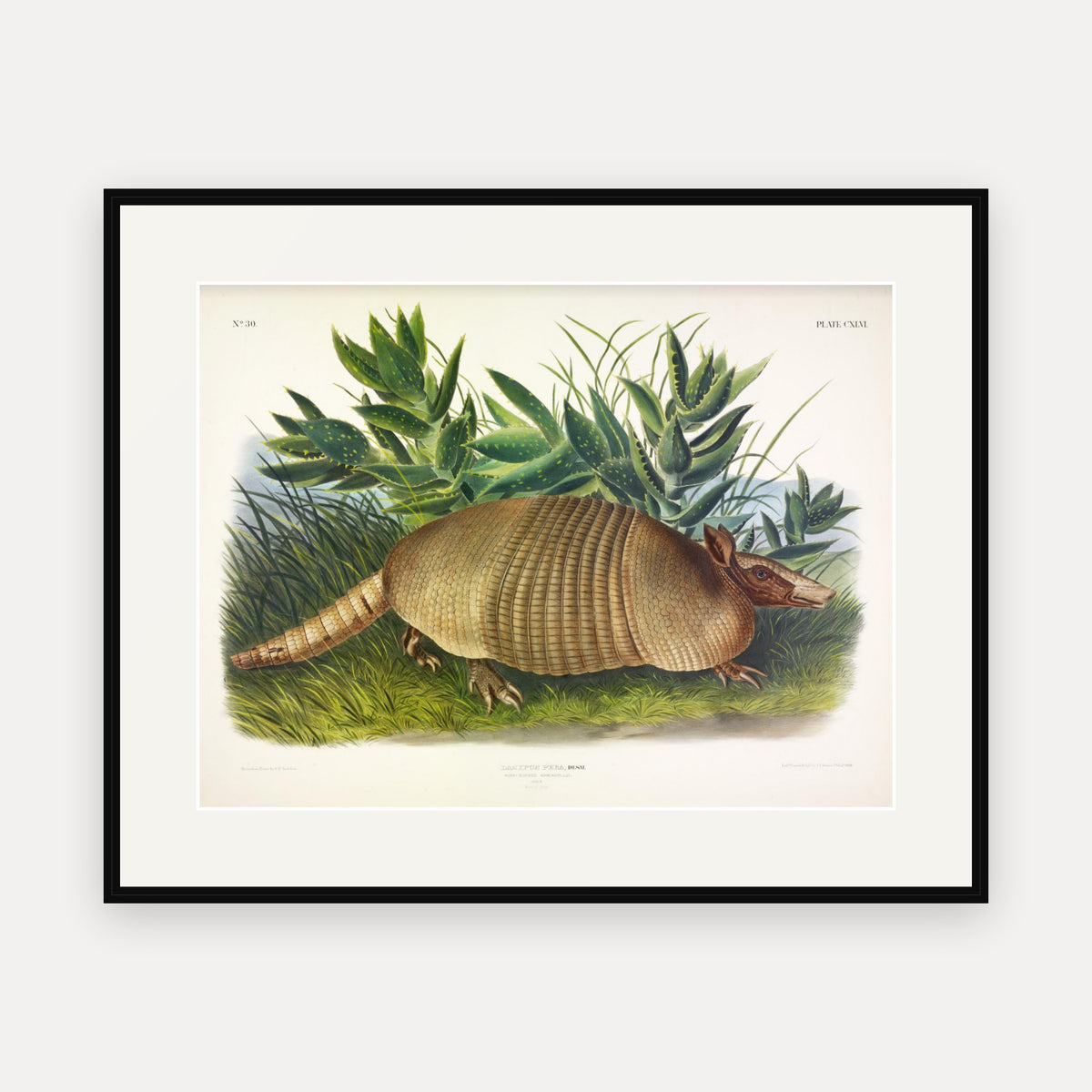 Nine-banded Armadillo · Plate 146 · Audubon - Quadrupeds of North America Print framed print