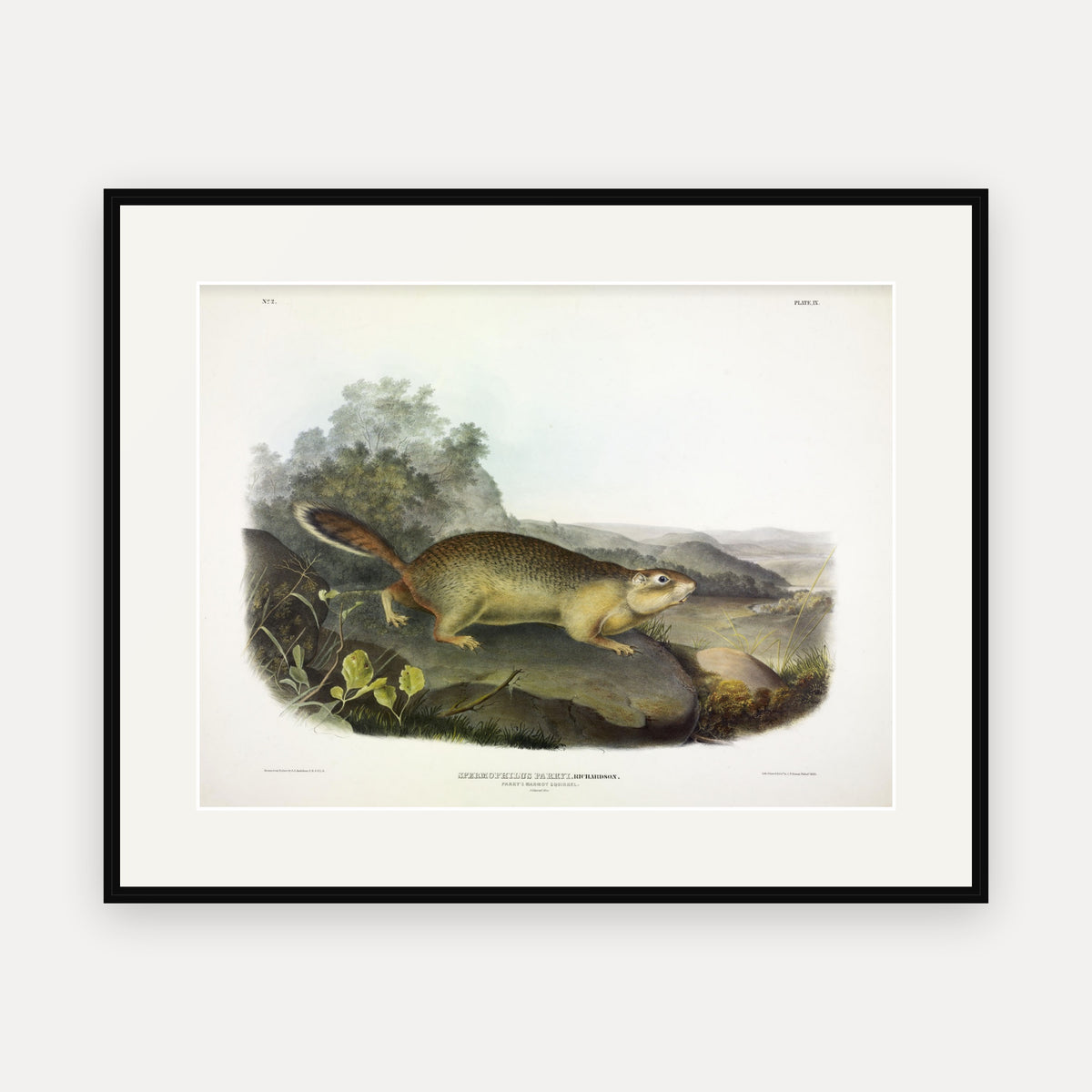 Parry's Marmot Squirrel · Plate 9 · Audubon - Quadrupeds of North America Print framed print