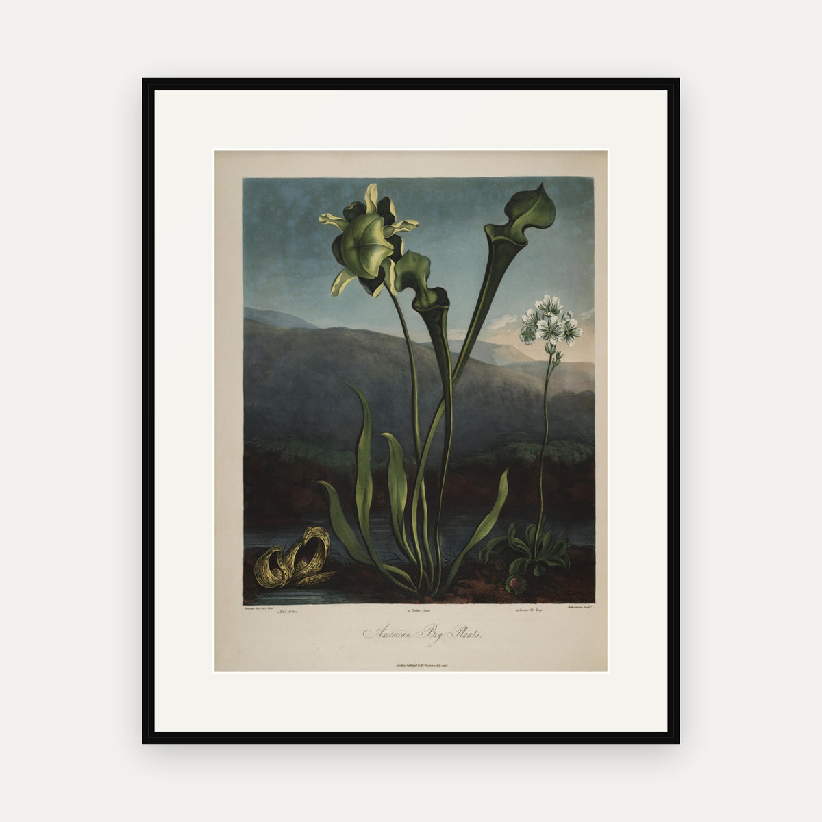 American Bog Plants · Thornton's Temple of Flora · Vintage Botanical Print