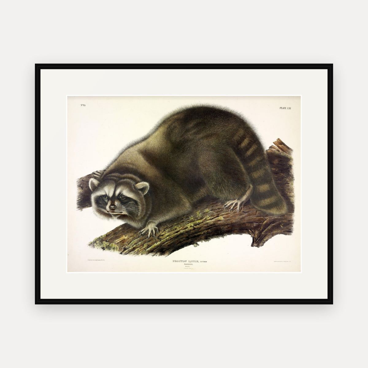 Raccoon · Plate 61 · Audubon - Quadrupeds of North America Print framed print