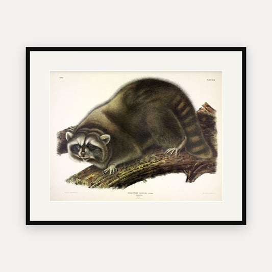 Raccoon · Plate 61 · Audubon - Quadrupeds of North America Print framed print