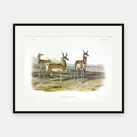 Prong-horned Antelope · Plate 77 · Audubon - Quadrupeds of North America Print framed print