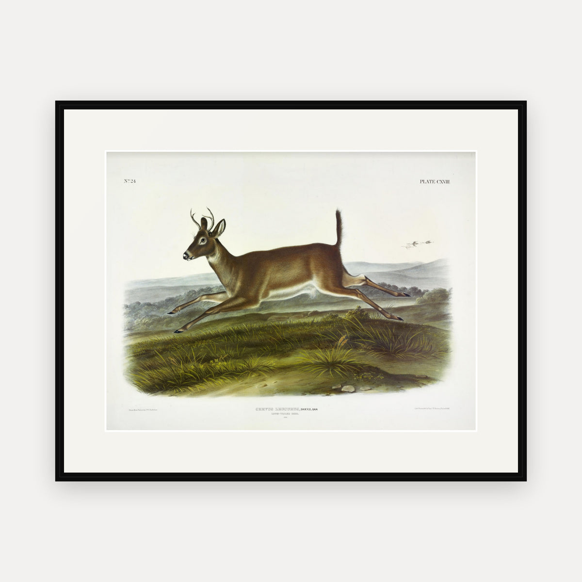 Long-tailed Deer · Plate 118 · Audubon - Quadrupeds of North America Print framed print