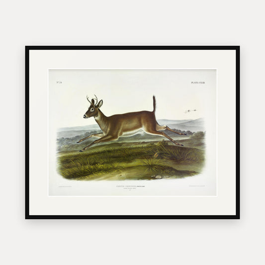 Long-tailed Deer · Plate 118 · Audubon - Quadrupeds of North America Print framed print