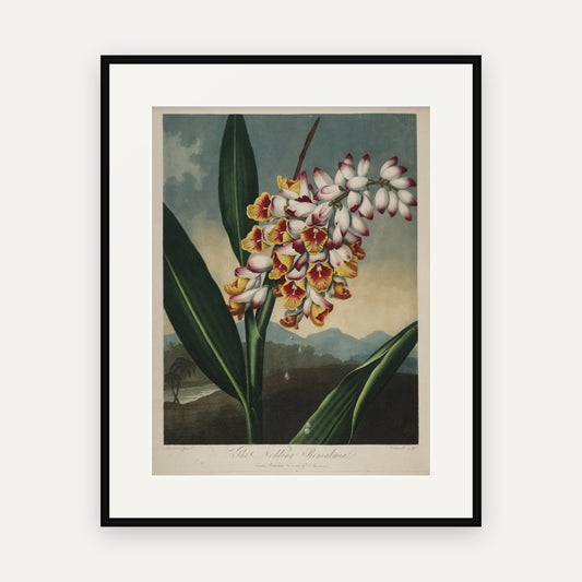 The Nodding Renealmia · Thornton's Temple of Flora · Vintage Botanical Print