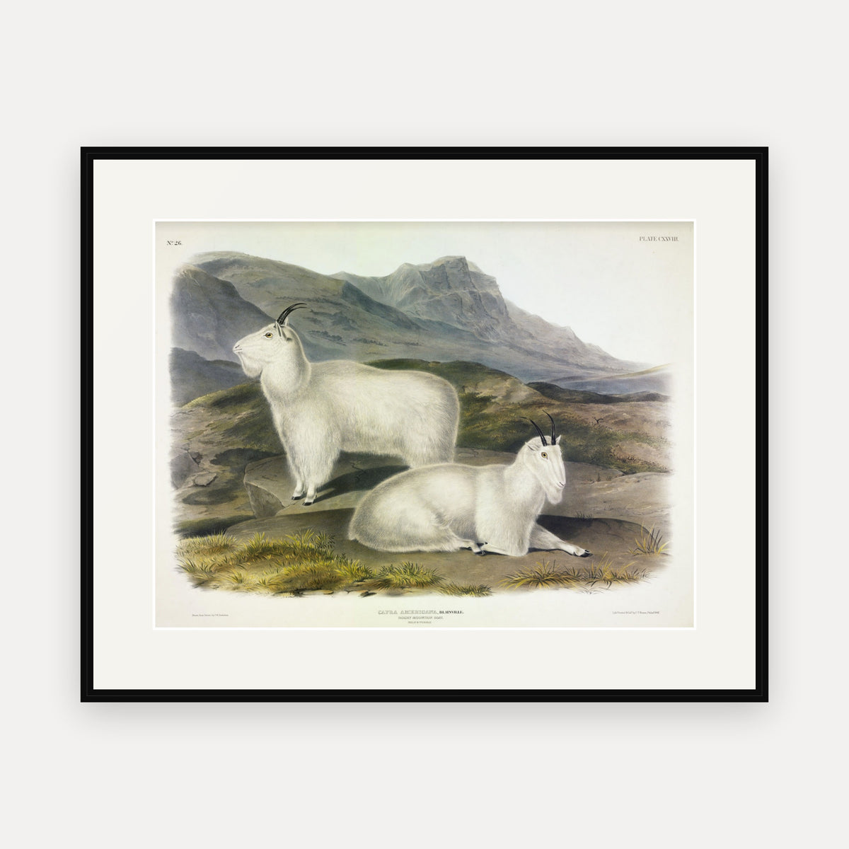 Rocky Mountain Goat · Plate 128 · Audubon - Quadrupeds of North America Print framed print