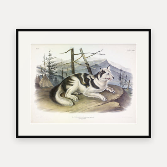 Hare-Indian Dog · Plate 132 · Audubon - Quadrupeds of North America Print framed print