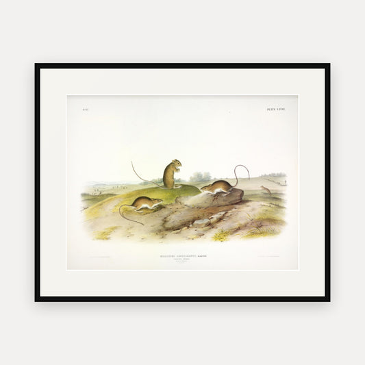 Jumping Mouse · Plate 85 · Audubon - Quadrupeds of North America Print framed print