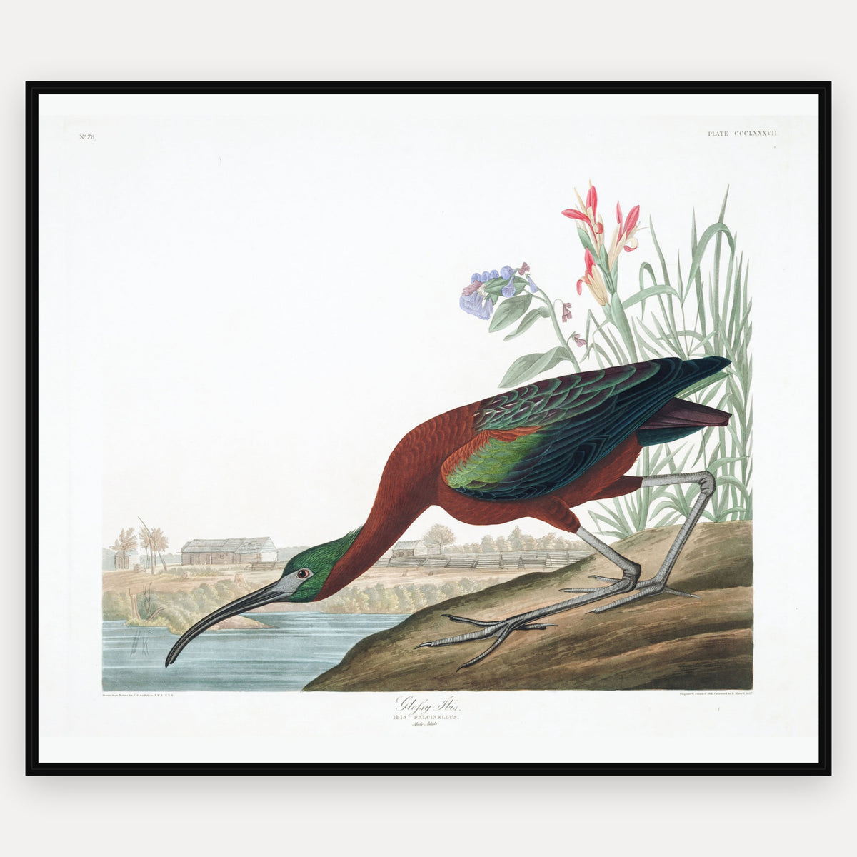 Glossy Ibis · Plate 387 · Audubon - Birds of America Print