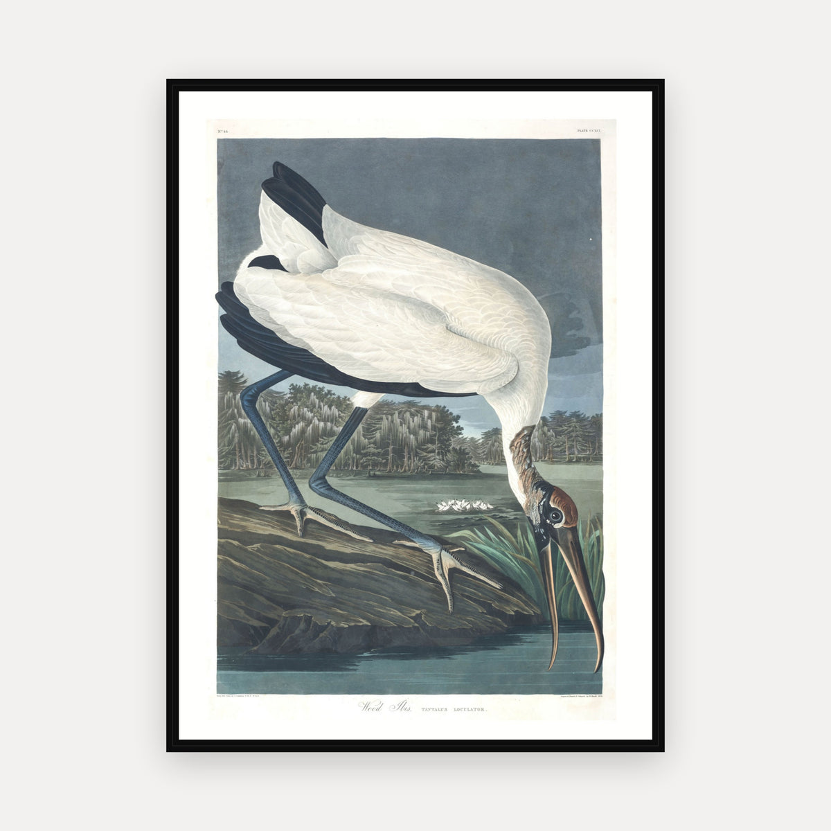 Wood Ibiss · Plate 216 · Audubon - Birds of America Print