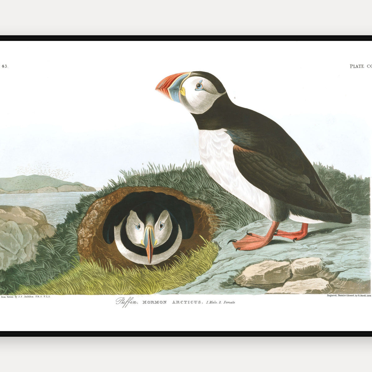 Puffin · Plate 213 · Audubon - Birds of America Print
