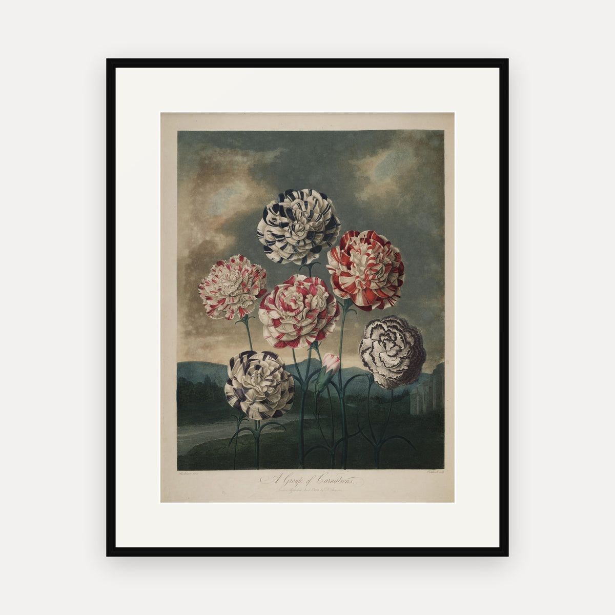A Group of Carnations · Thornton's Temple of Flora · Vintage Botanical Print