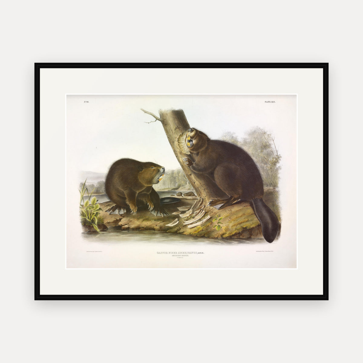 American Beaver · Plate 46 · Audubon - Quadrupeds of North America Print framed print