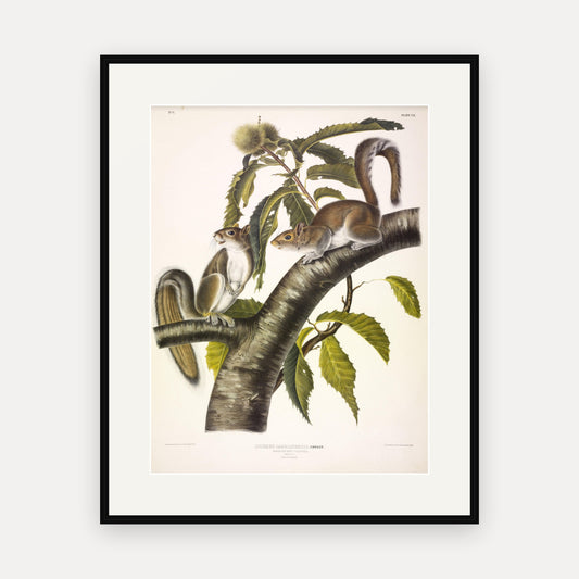 Carolina Grey Squirrel · Plate 7 · Audubon - Quadrupeds of North America Print framed print