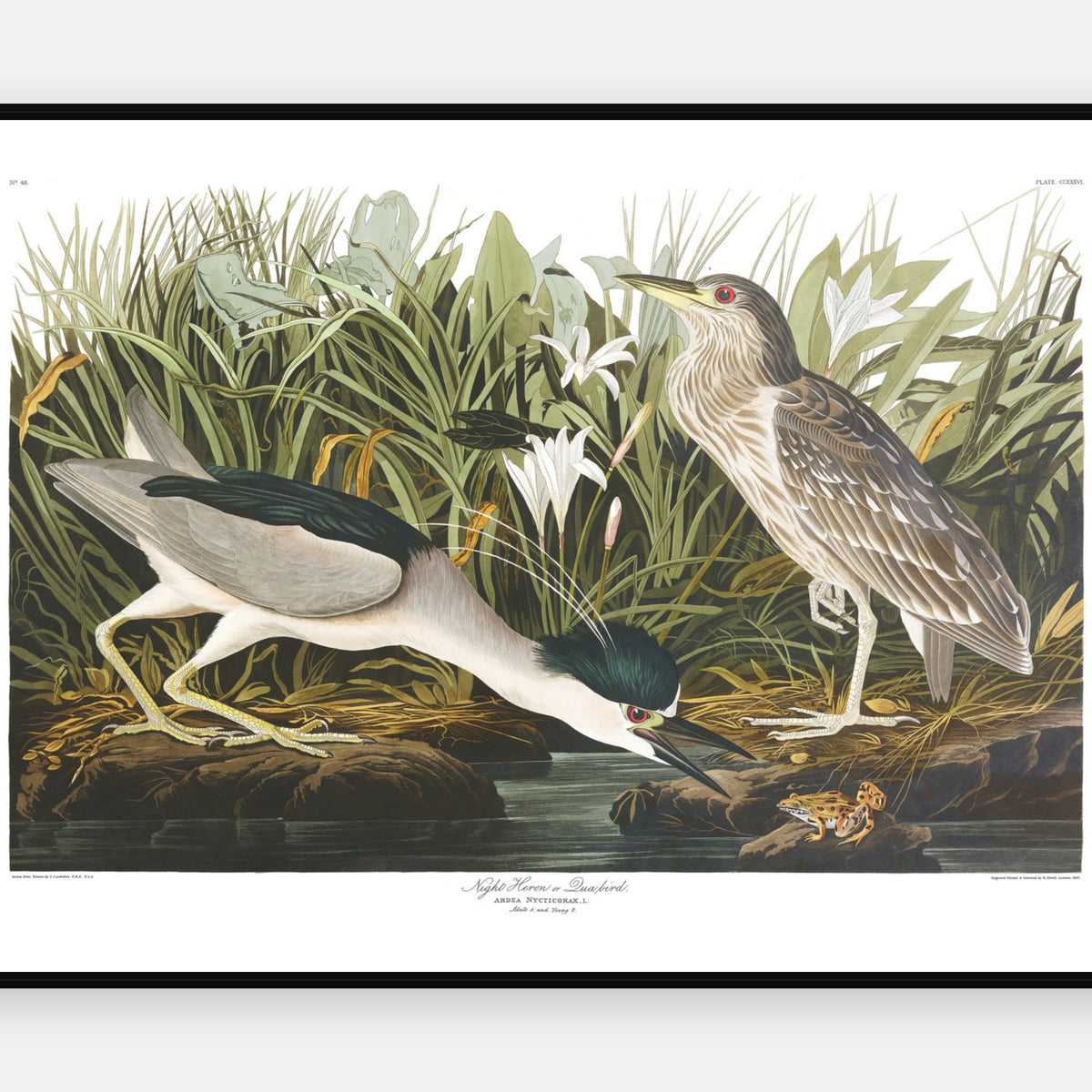 Night Heron, or Qua bird · Plate 236 · Audubon - Birds of America Print