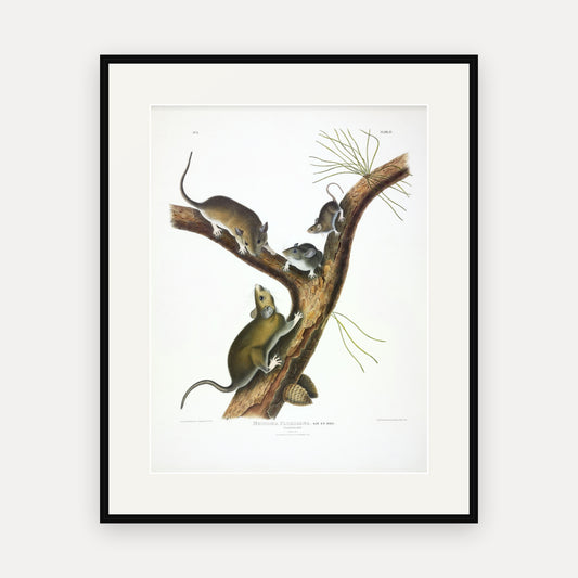 Florida Rat · Plate 4 · Audubon - Quadrupeds of North America Print framed print