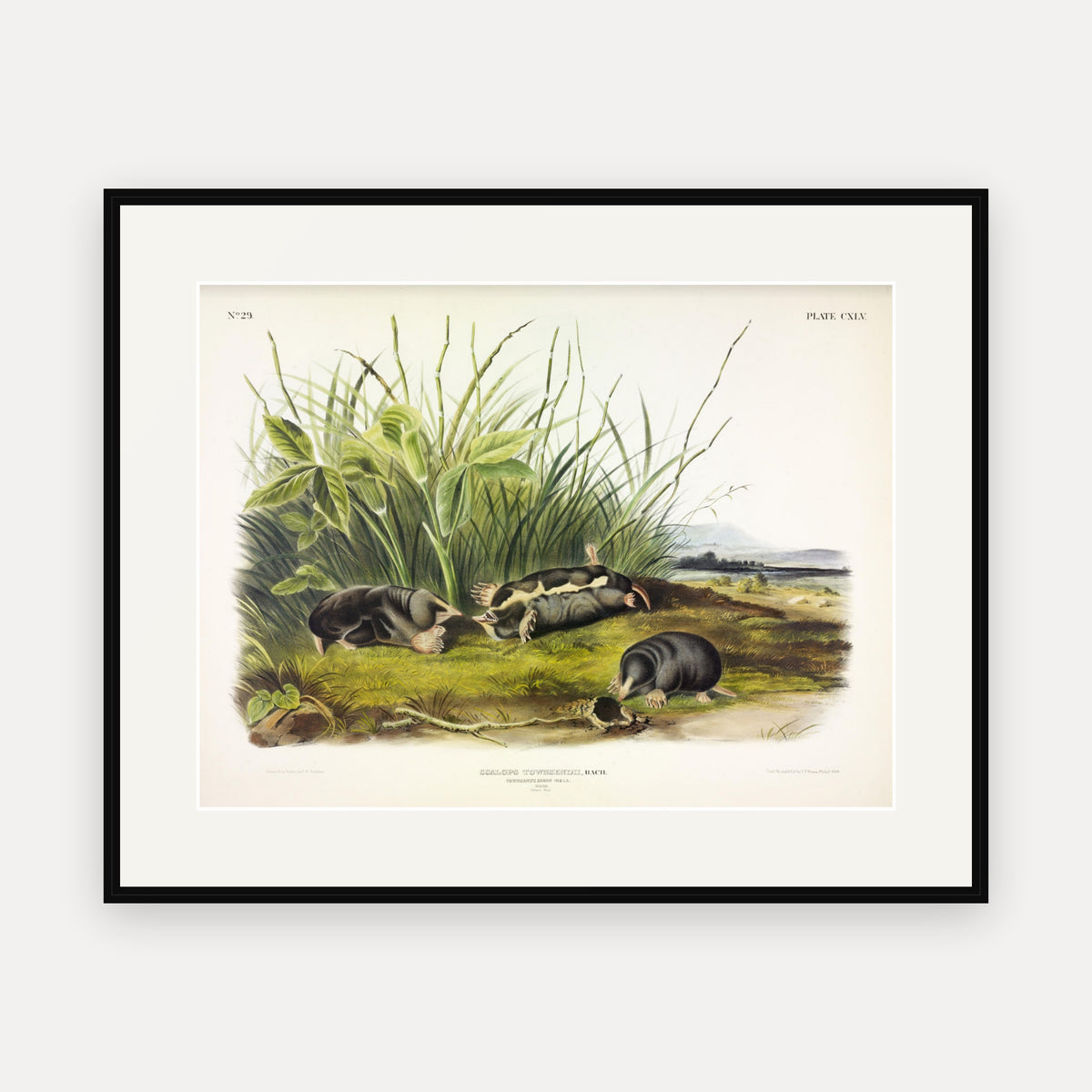 Townsend's Shrew Mole · Plate 145 · Audubon - Quadrupeds of North America Print framed print