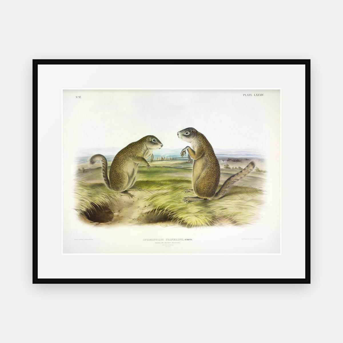Franklin's Marmot-Squirrel · Plate 84 · Audubon - Quadrupeds of North America Print framed print