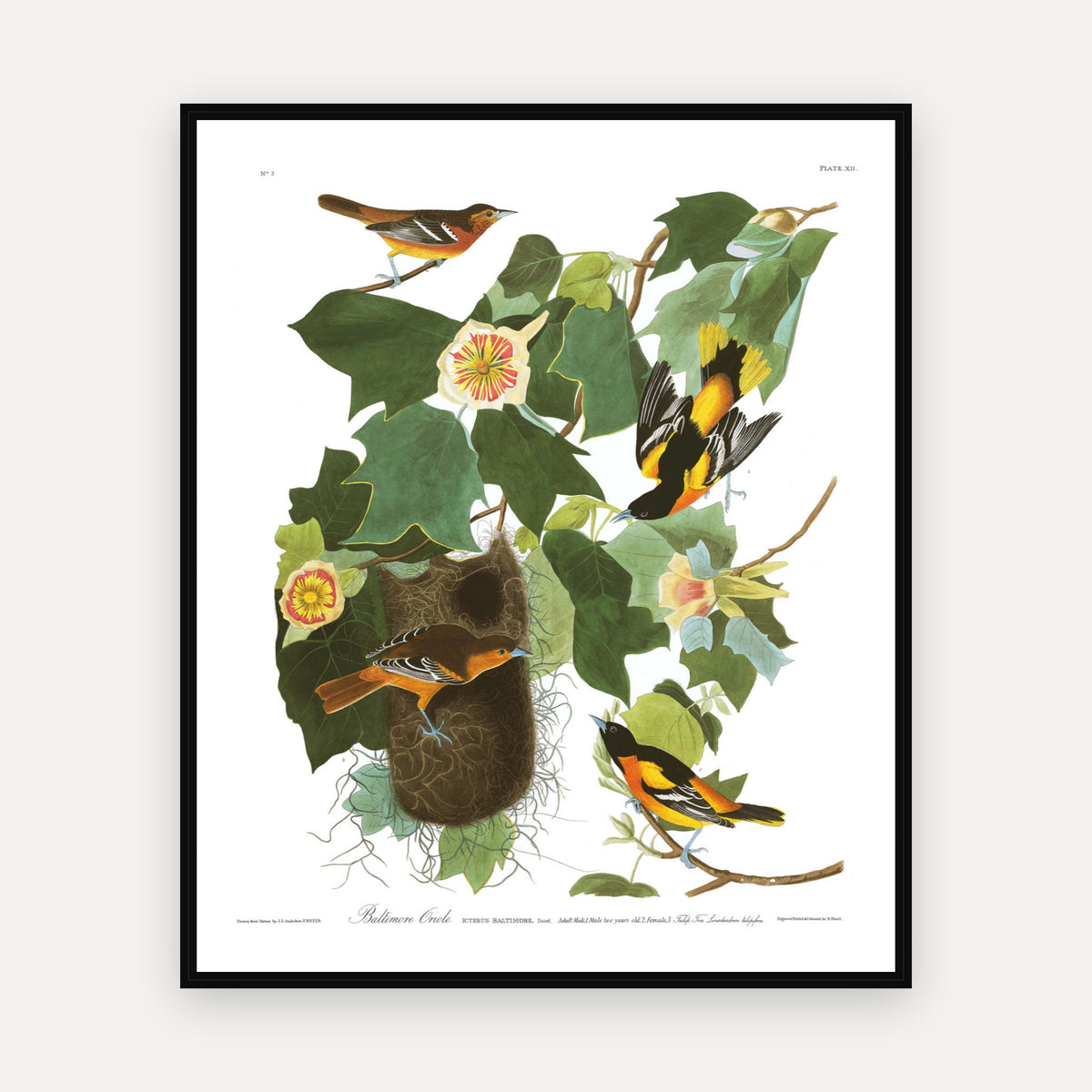 Baltimore Oriole · Plate 12 · Audubon - Birds of America Print